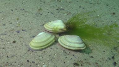 软体动物很快洞穴沙子黑色的海donax荸荠属突然楔壳牌楔蛤双壳类物种家庭donacidae